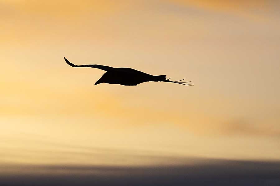 Northern Raven (Corvus corax principalis)