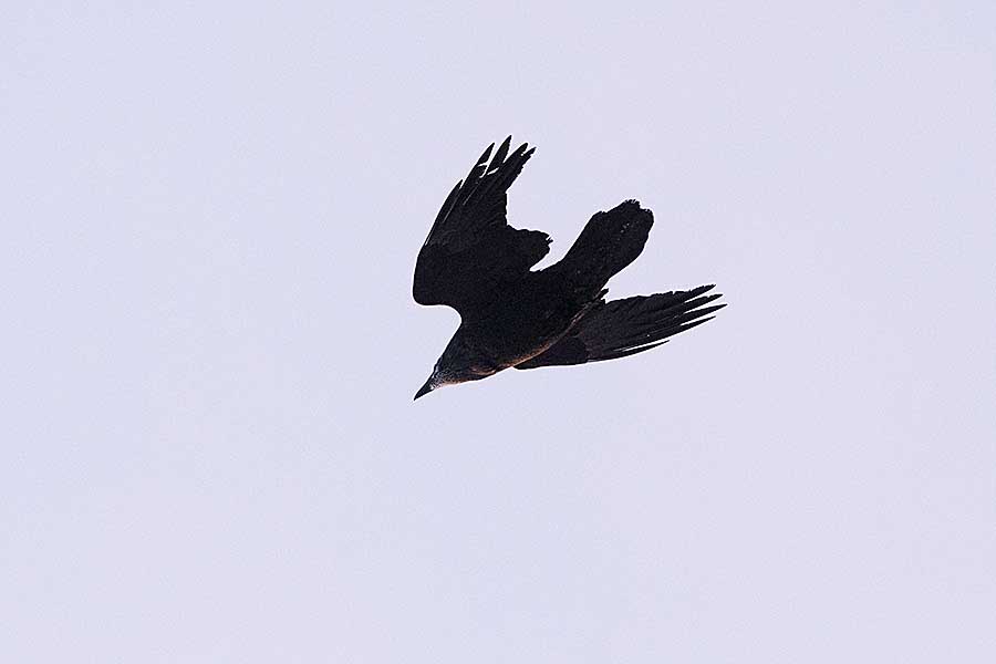 Northern Raven (Corvus corax principalis)