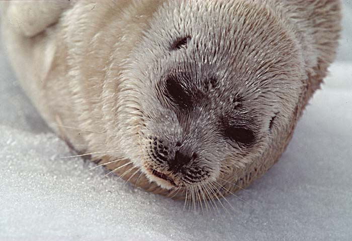 Ringed Seal (Phoca hispida)