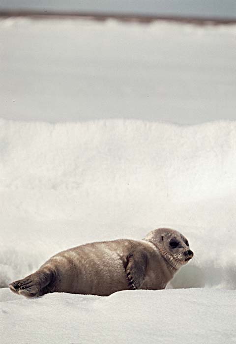 Ringed Seal (Phoca hispida)
