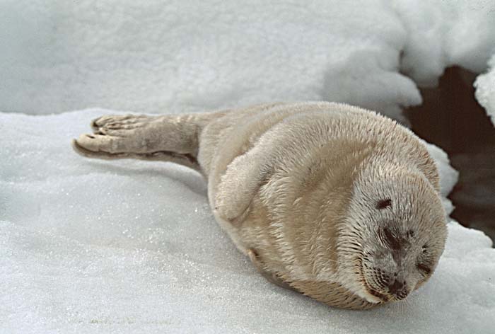 Ringed Seal (Phoca hispida)