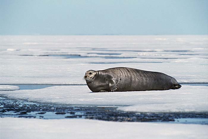 Bearded Seal (Erignathus barbatus)