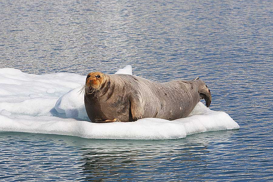 Bearded Seal (Erignathus barbatus)