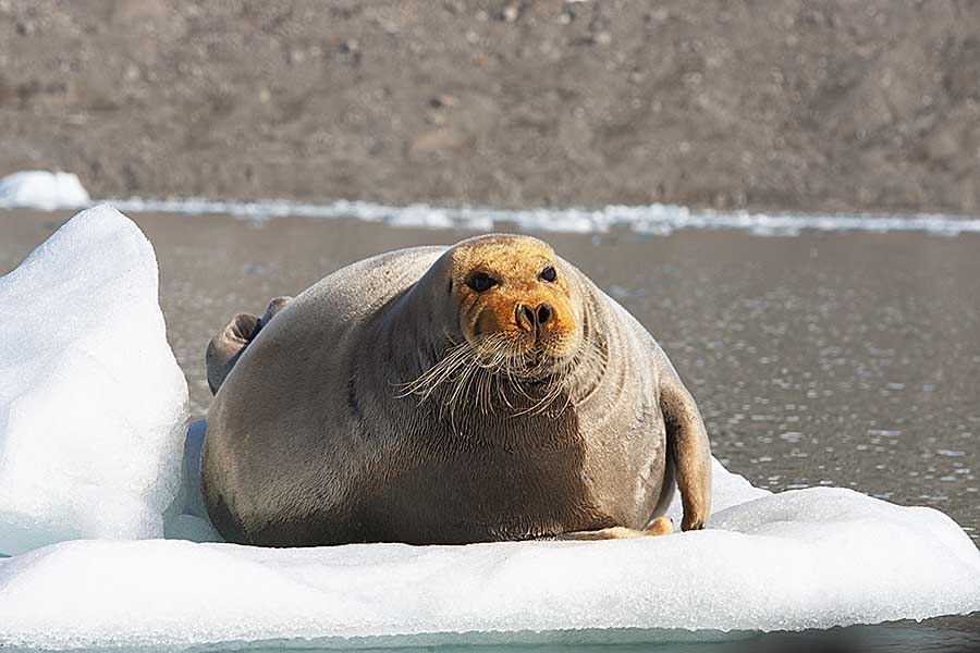 Bearded Seal (Erignathus barbatus)