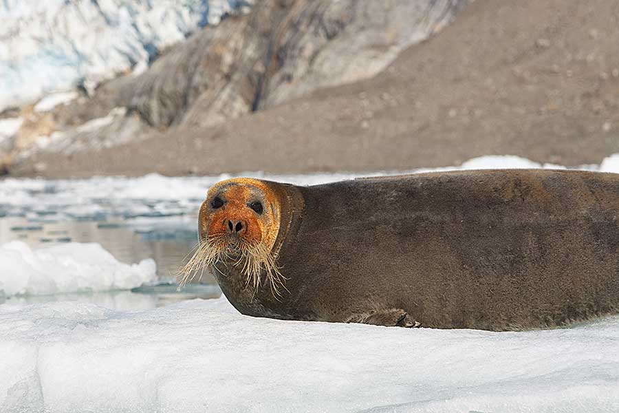 Bearded Seal (Erignathus barbatus)