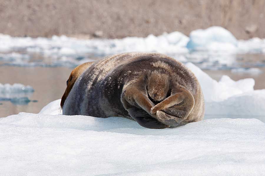 Bearded Seal (Erignathus barbatus)