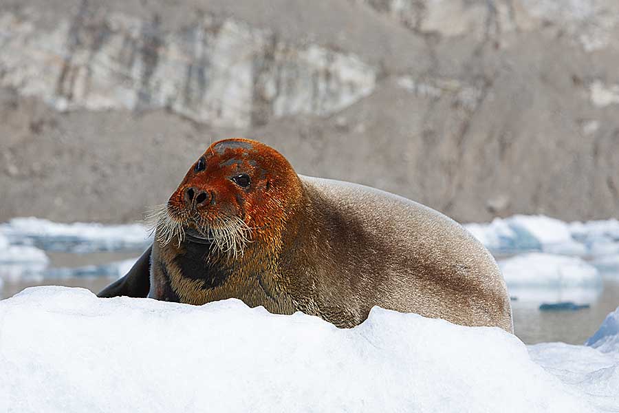 Bearded Seal (Erignathus barbatus)