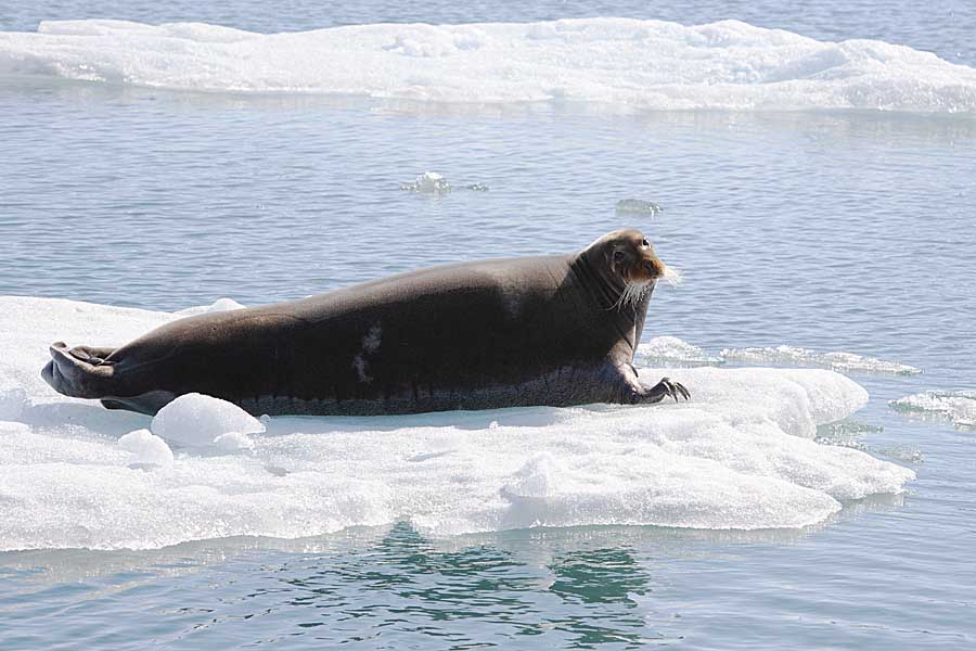 Bearded Seal (Erignathus barbatus)