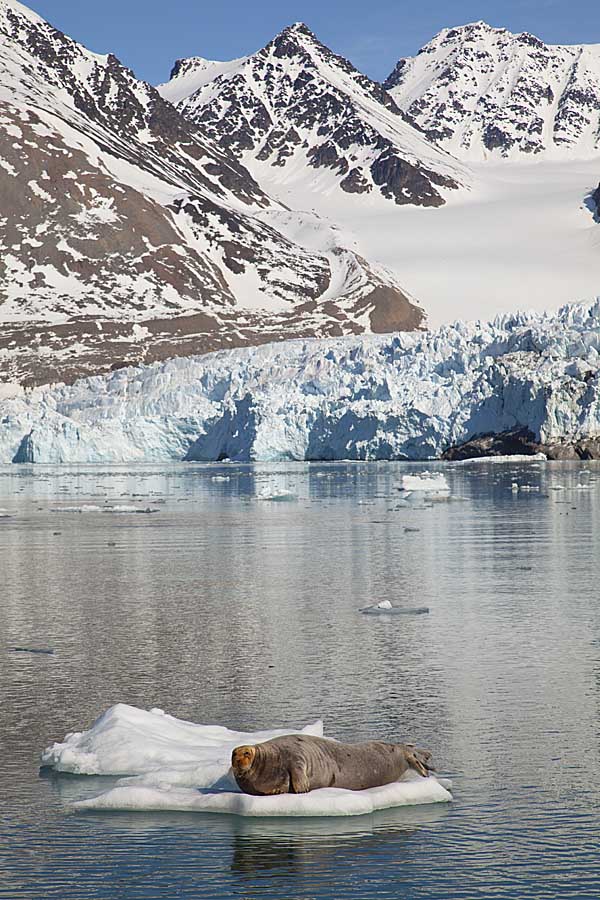 Bearded Seal (Erignathus barbatus)