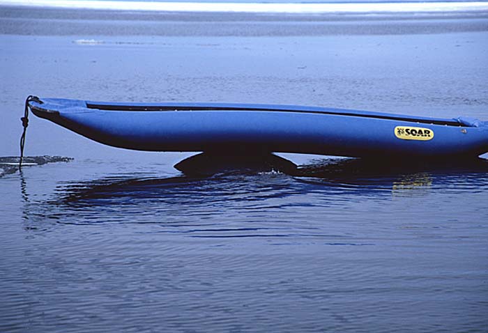 Bowhead Whale (Balaena mysticetus)