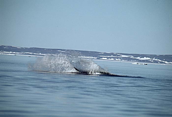 Bowhead Whale (Balaena mysticetus)