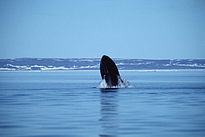 Bowhead Whale (Balaena mysticetus)