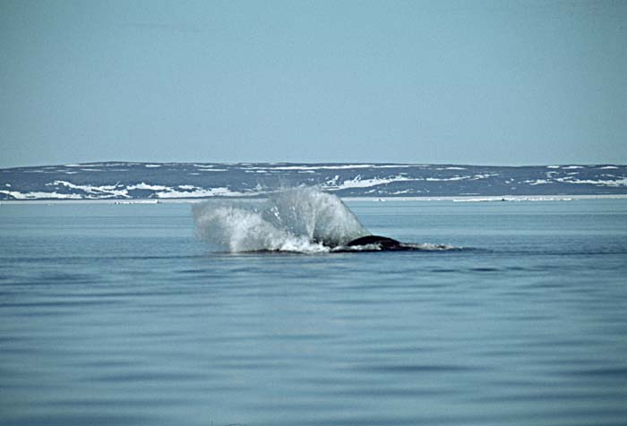 Bowhead Whale (Balaena mysticetus)