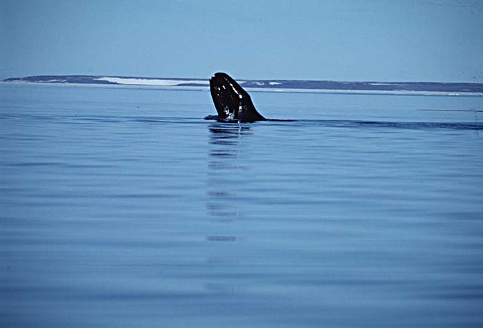 Bowhead Whale (Balaena mysticetus)