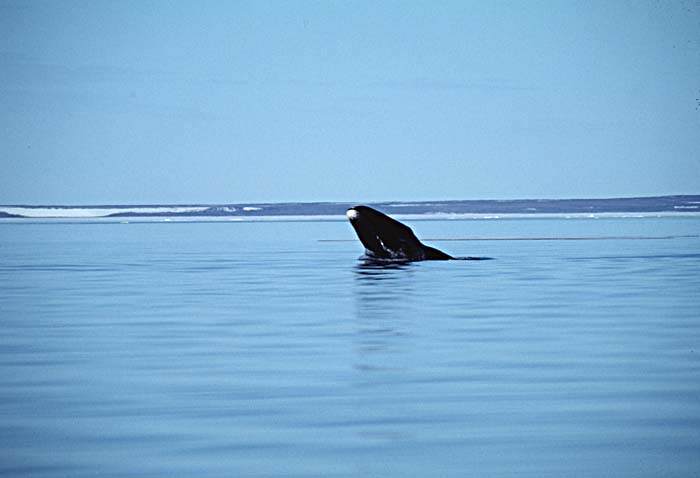 Bowhead Whale (Balaena mysticetus)