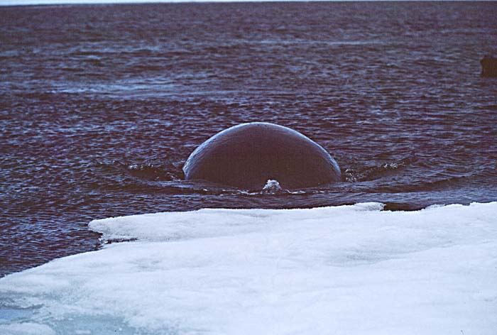 Bowhead Whale (Balaena mysticetus)