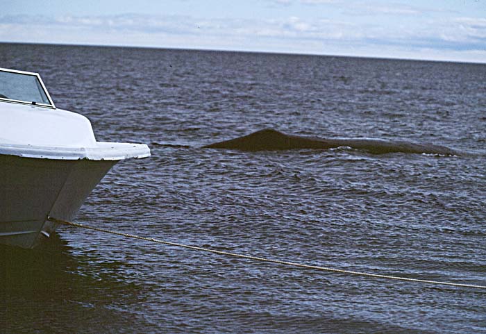 Bowhead Whale (Balaena mysticetus)