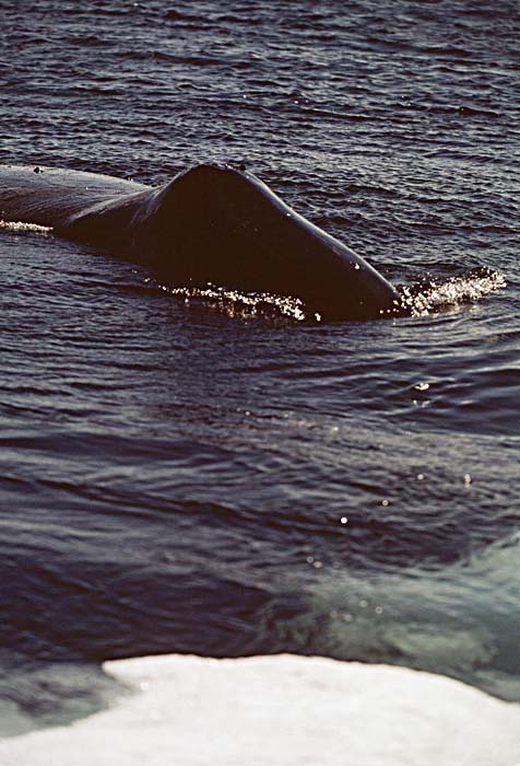 Bowhead Whale (Balaena mysticetus)