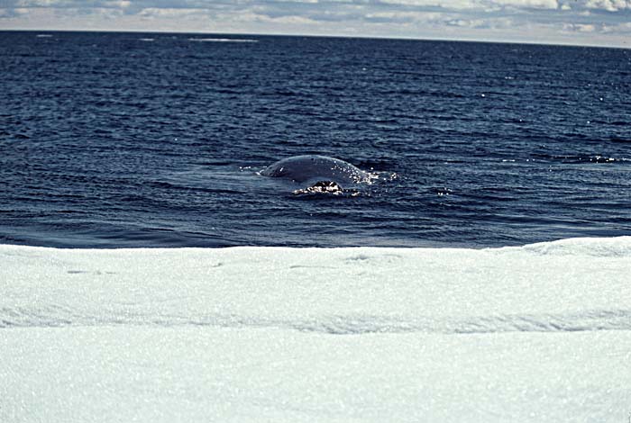 Bowhead Whale (Balaena mysticetus)