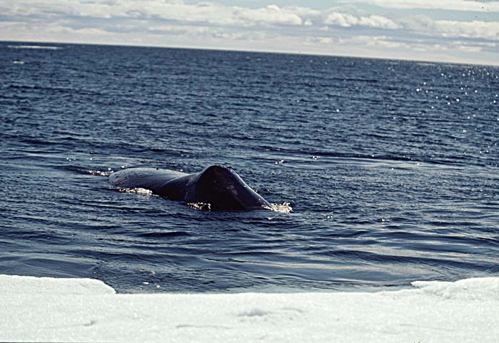 Bowhead Whale (Balaena mysticetus)