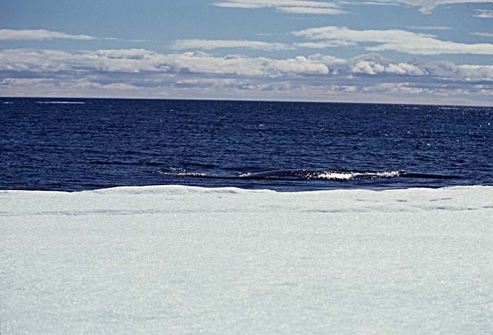 Bowhead Whale (Balaena mysticetus)