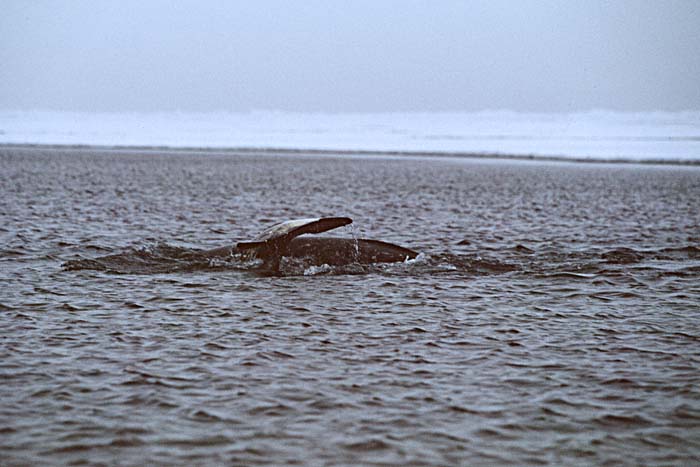 Bowhead Whale (Balaena mysticetus)