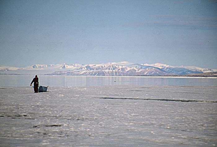 Bowhead Whale (Balaena mysticetus)