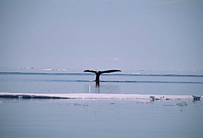 Bowhead Whale (Balaena mysticetus)