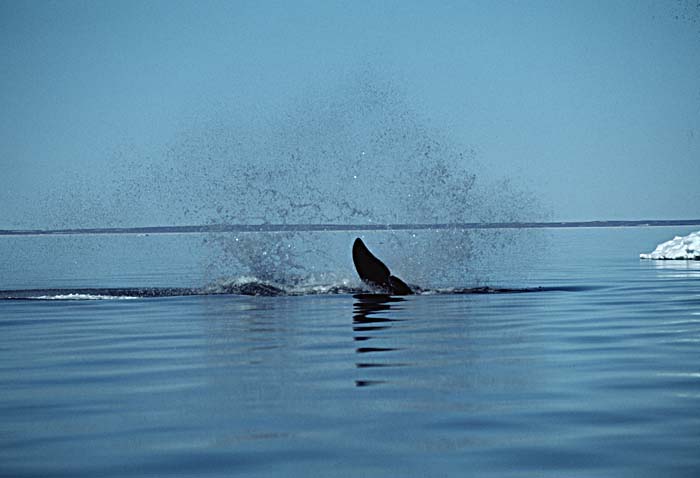 Bowhead Whale (Balaena mysticetus)