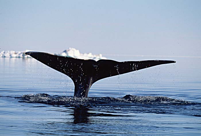 Bowhead Whale (Balaena mysticetus)