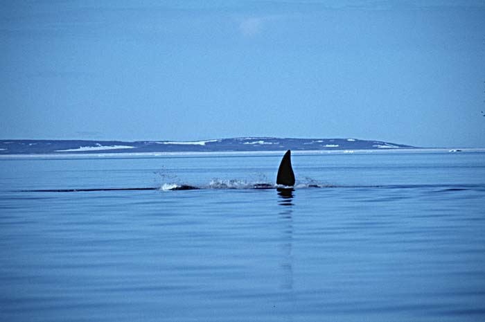 Bowhead Whale (Balaena mysticetus)