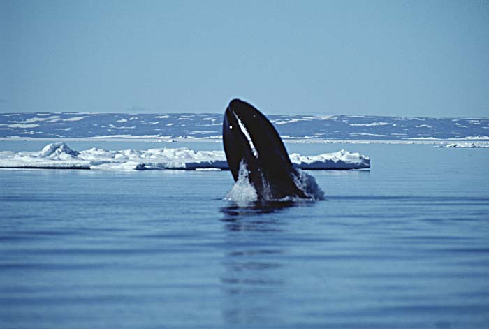 Bowhead Whale (Balaena mysticetus)