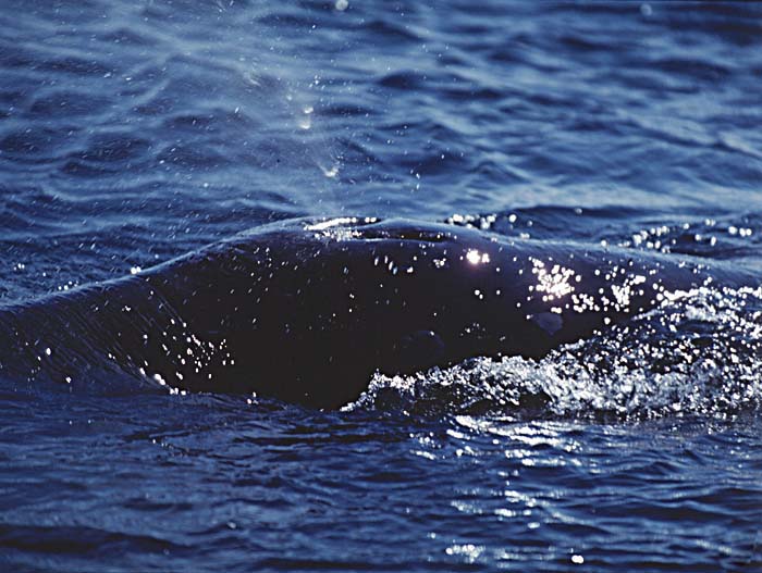 Bowhead Whale (Balaena mysticetus)