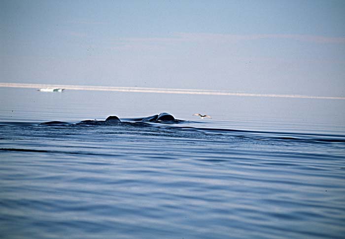 Bowhead Whale (Balaena mysticetus)