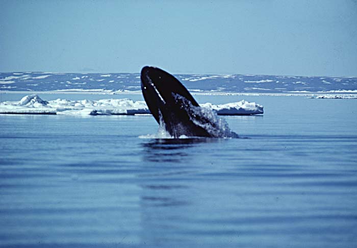 Bowhead Whale (Balaena mysticetus)