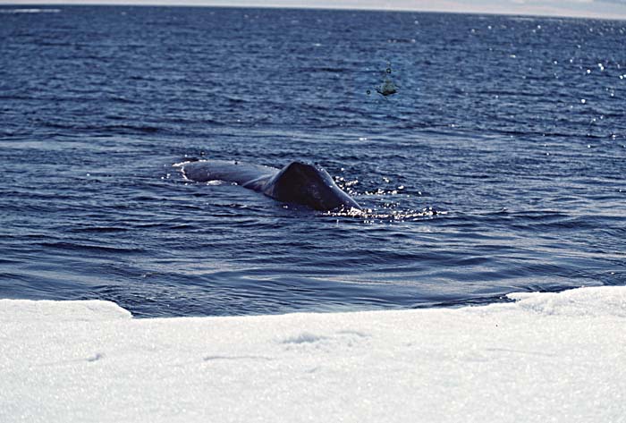 Bowhead Whale (Balaena mysticetus)