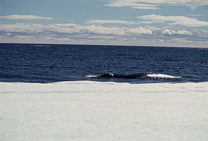 Bowhead Whale (Balaena mysticetus)