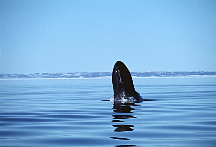 Bowhead Whale (Balaena mysticetus)