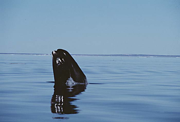 Bowhead Whale (Balaena mysticetus)