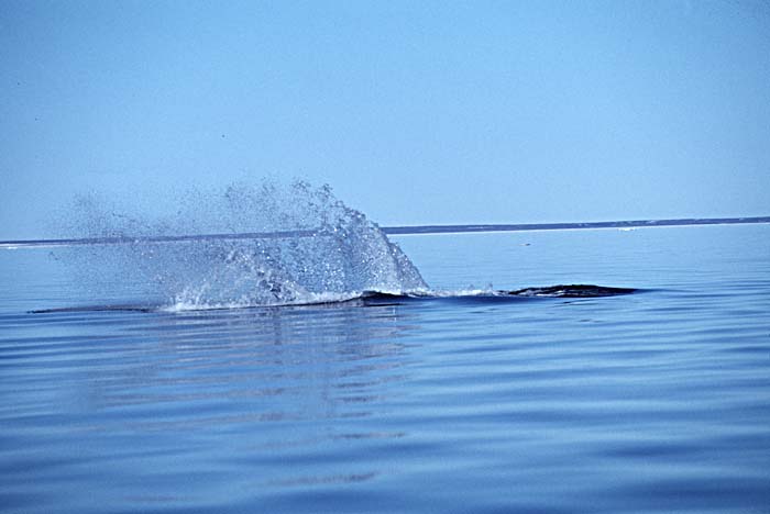 Bowhead Whale (Balaena mysticetus)