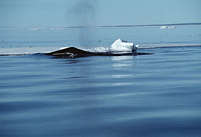 Bowhead Whale (Balaena mysticetus)