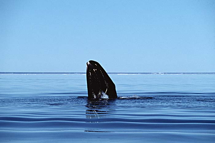 Bowhead Whale (Balaena mysticetus)