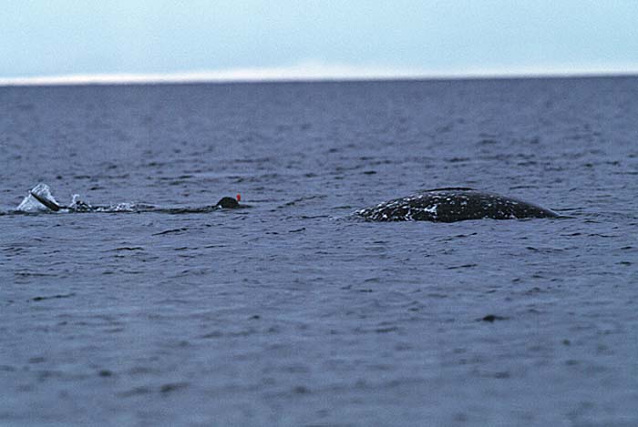 Narwhal (Monodon monoceros)