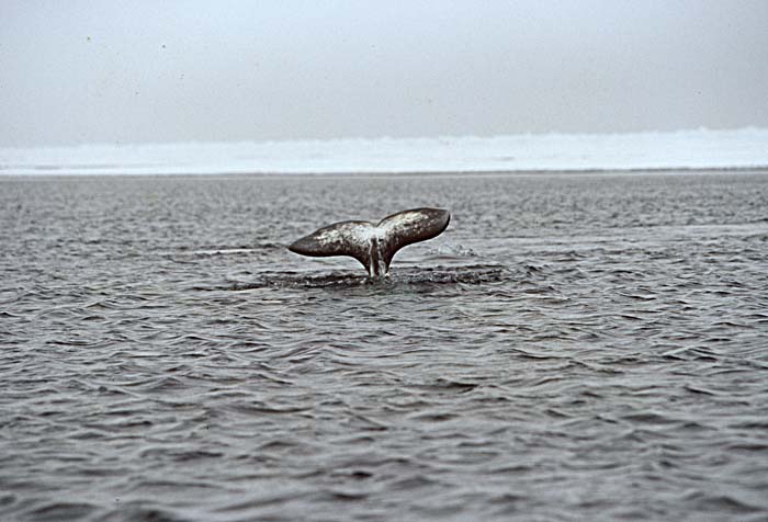 Narwhal (Monodon monoceros)