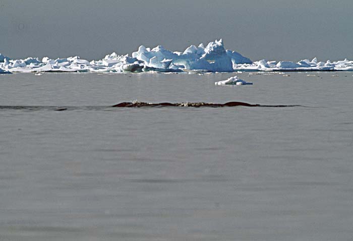 Narwhal (Monodon monoceros)