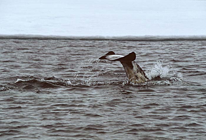 Narwhal (Monodon monoceros)