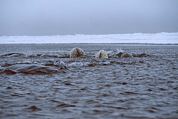 Narwhal (Monodon monoceros)