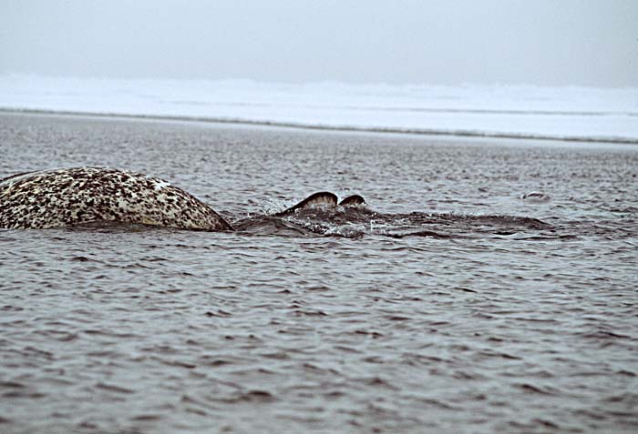 Narwhal (Monodon monoceros)