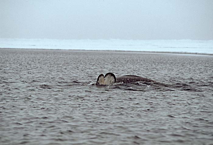 Narwhal (Monodon monoceros)