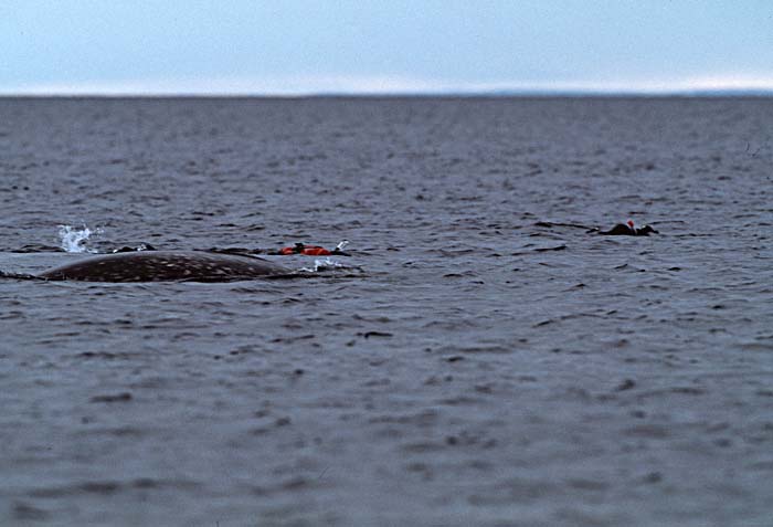 Narwhal (Monodon monoceros)